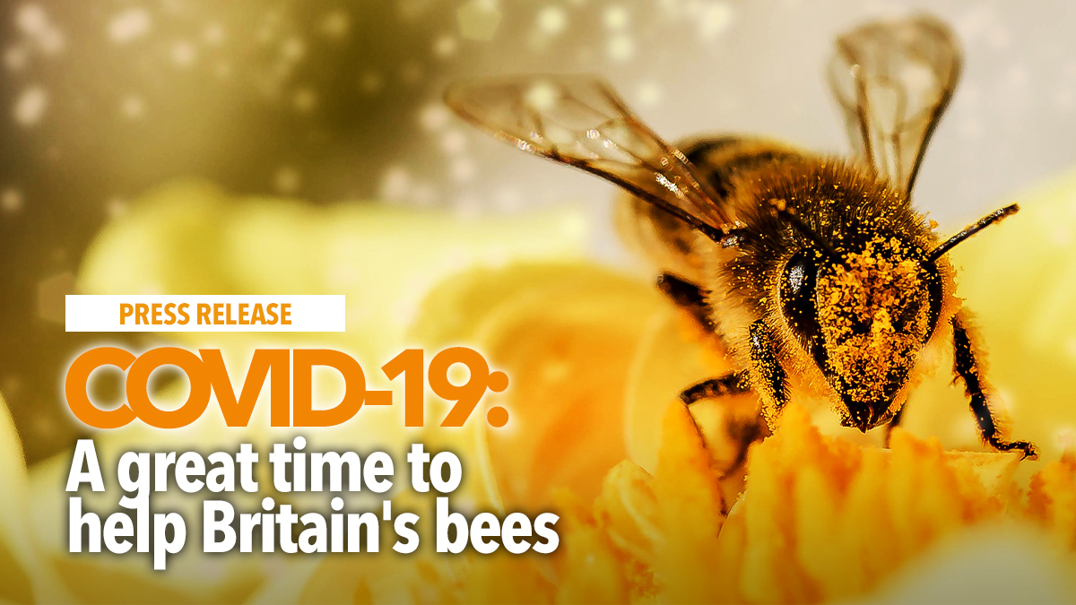 covid-19-time-to-help-britains-bees covid-19-time-to-help-britains-bees